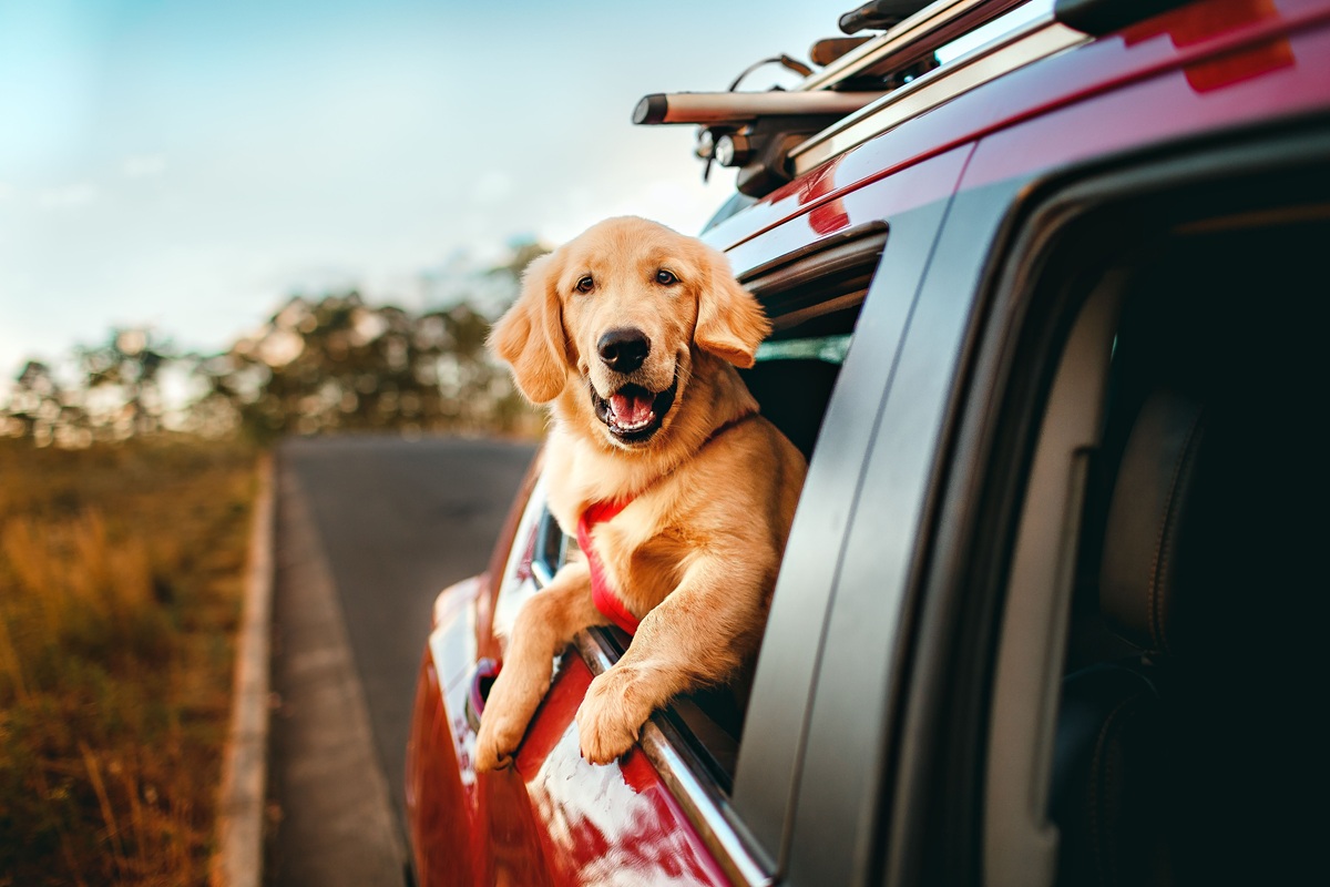 Cómo viajar con mascotas de manera segura en estas fiestas