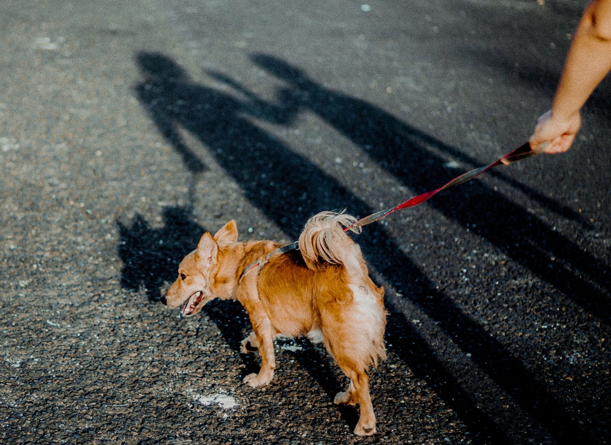 Cómo convertir la salida con tu perro en una experiencia enriquecedora